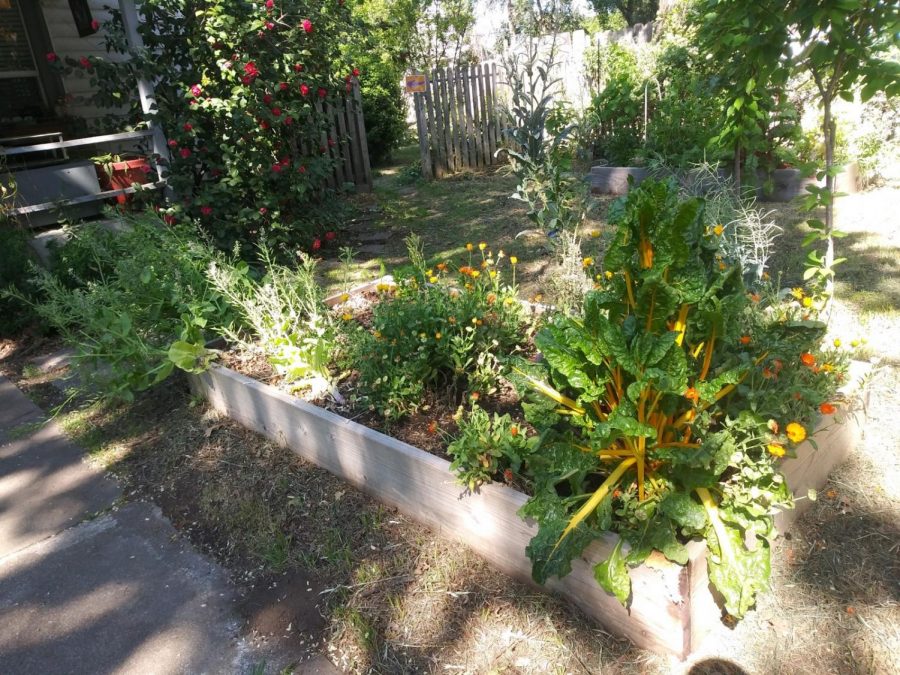 Raised garden beds of the Vecino Victory Garden.