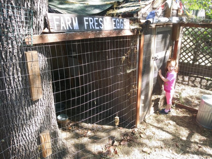 Jason Jaques' daughter looking for some farm fresh eggs at the Vecino Victory Garden.