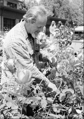 Photograph courtesy of Chico State
Gary Shields, the lead groundsworker, trims the roses in the George Petersen Rose Garden in the spring of 1999. 