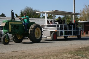 Photograph by Brooke Bell-Barnes Student volunteers  ferried tourists around the different areas of the farm on tractor-pulled passenger trailers like this one.