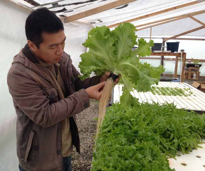 Zi Kuang, a business administration alumni, pulls a head of lettuce from an aquaponic grow bed. Photo credit: Christine Lee