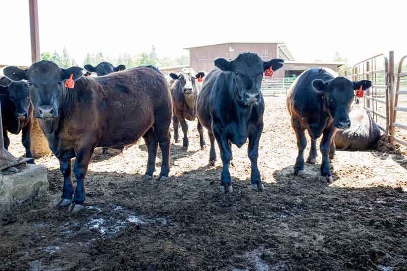 Steers from the University Farm research program that are fed spent grains from the Sierra Nevada Brewery. Photo credit: Matthew Vacca