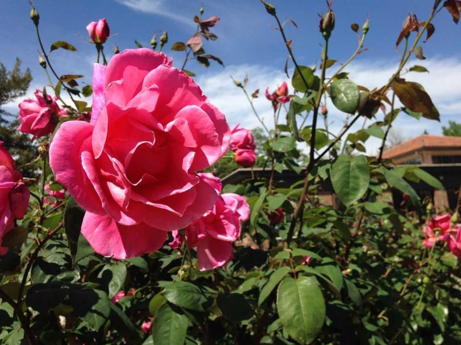 The George Peterson Rose Garden, a campus landmark, is more than 50 years old. Photo credit: Dominique Diaz