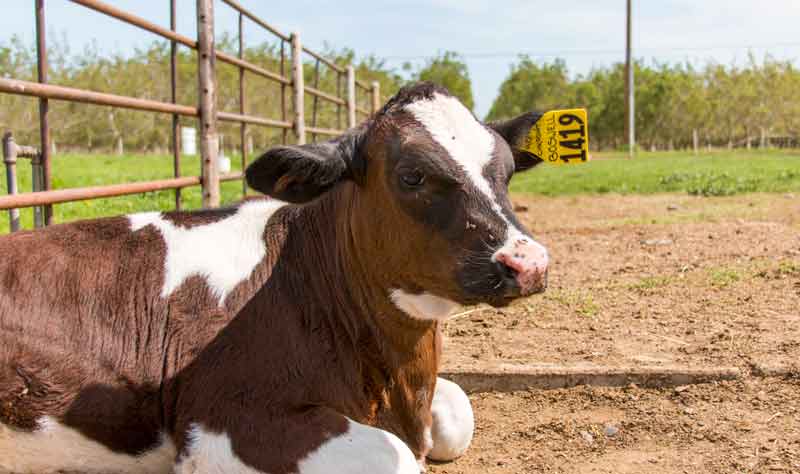 Boswell the calf soaks up the sun at Chico State's University farm. The farm is having to pay more for live stock food due to the increased prices the drought is causing. Photo credit: Grant Mahan