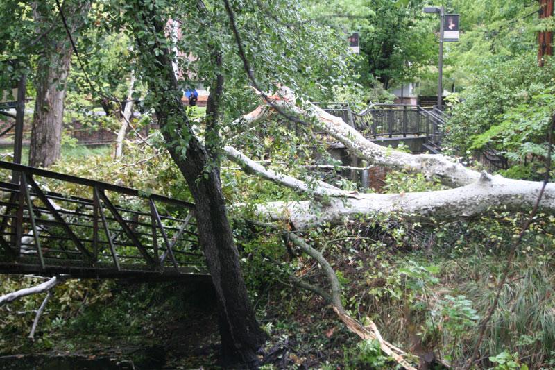 A large sycamore fell and destroyed the Gus Manolis Bridge adjacent to Holt Hall. Photo credit: David Mcvicker