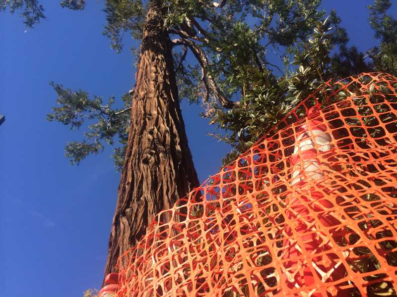 The California incense cedar will be removed Sunday after it was found to be rotting from the inside. Photo credit: David Mcvicker
