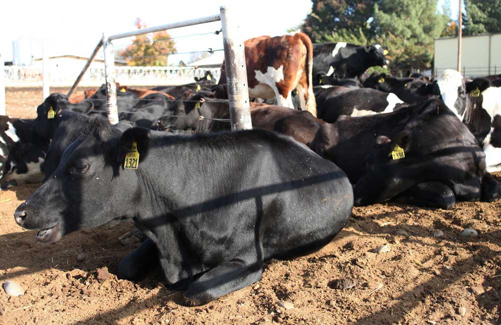 Cattle from Chico State's University Farm on Nov. 17. Photo credit: John Domogma