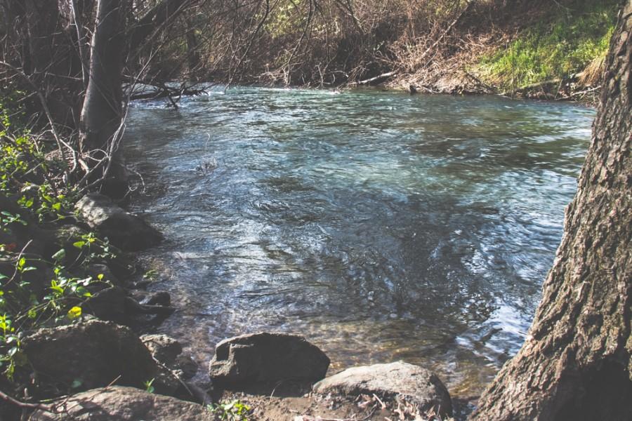 The banks of Chico State's Big Chico Creek rise steadily after heavy rainfall finally finds Northern California. Photo credit: Trevor Yale Ryan