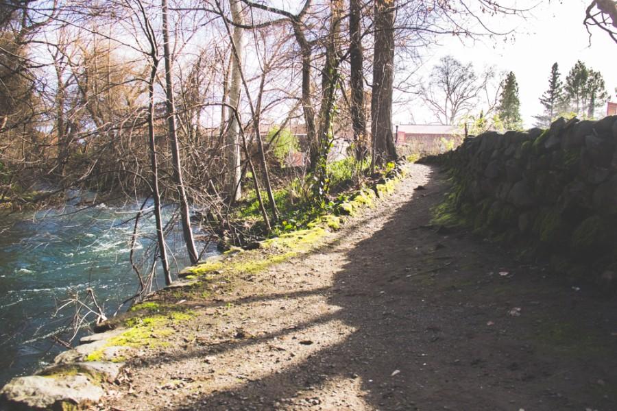 The banks of Chico State's Big Chico Creek rise steadily after heavy rainfall finally finds Northern California. Photo credit: Trevor Yale Ryan