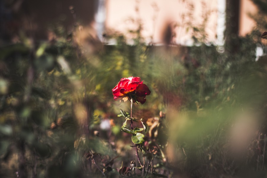 One of the of the few remaining roses in George Petersen Rose Garden. Photo credit: Trevor Yale Ryan