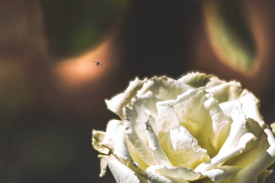 A small bug flies past one of the few remaining roses in George Petersen Rose Garden. Photo credit: Trevor Yale Ryan