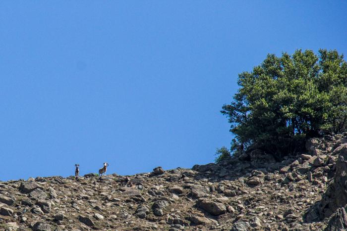 A little farther on, some bighorn sheep appear along the ridge-line.
