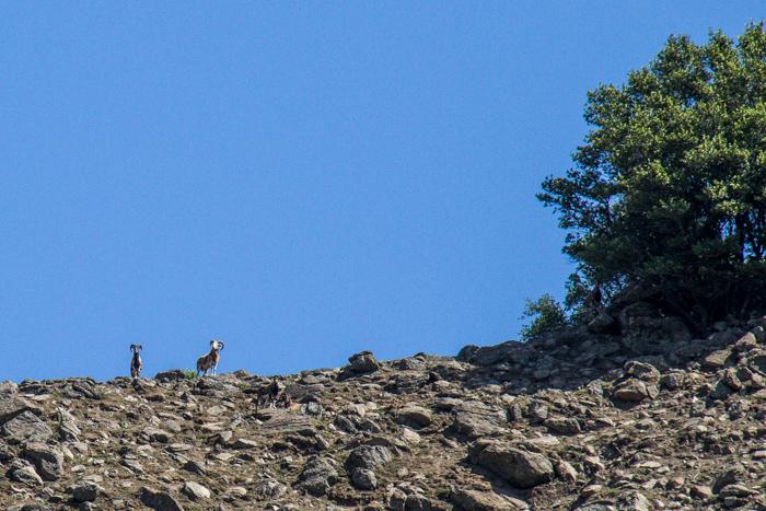 A little farther on, some bighorn sheep appear along the ridge-line. There are actually 5 in this photo, and many more could be seen running across the mountain side throughout the day.