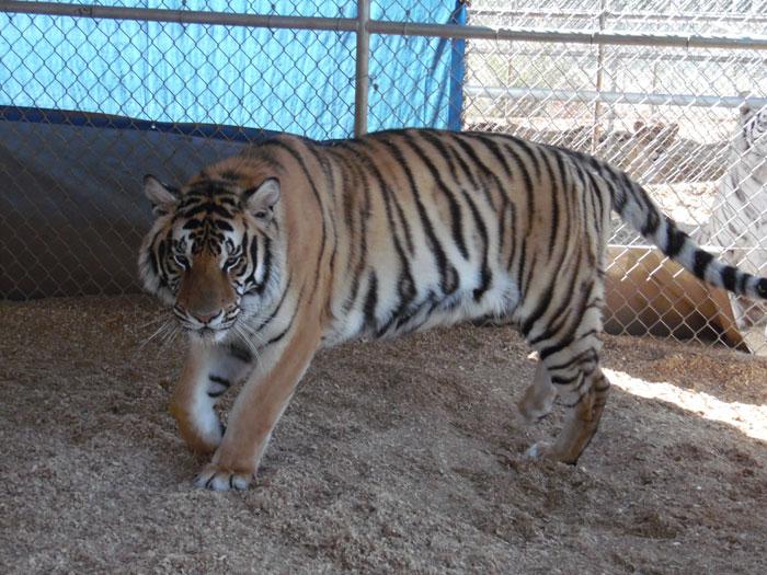The Barry R. Kirshner Wildlife Foundation has seven wild tigers of various types, including Savara, a Siberian tiger. Photo credit: George Johnston