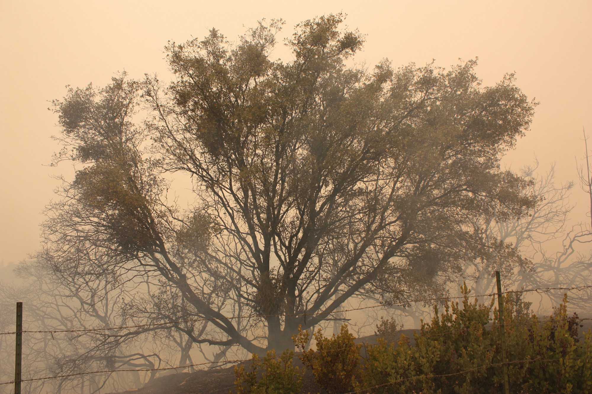 A burned tree with a background of the smoke-filled sky. Photo credit: Allisun Coote