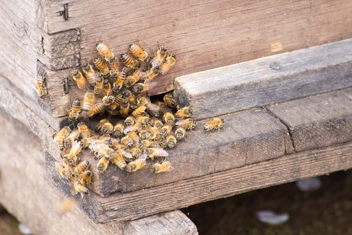 At least 64 hives have been taken from a Butte County orchard. Photo credit: Ryan Corrall