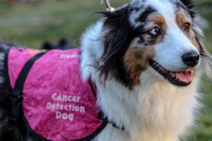 Stewie, Australian Shepherd (6 years old) - Stewie is trained to detect human cancer at early stages. Photo credit: Jae Siqueiros