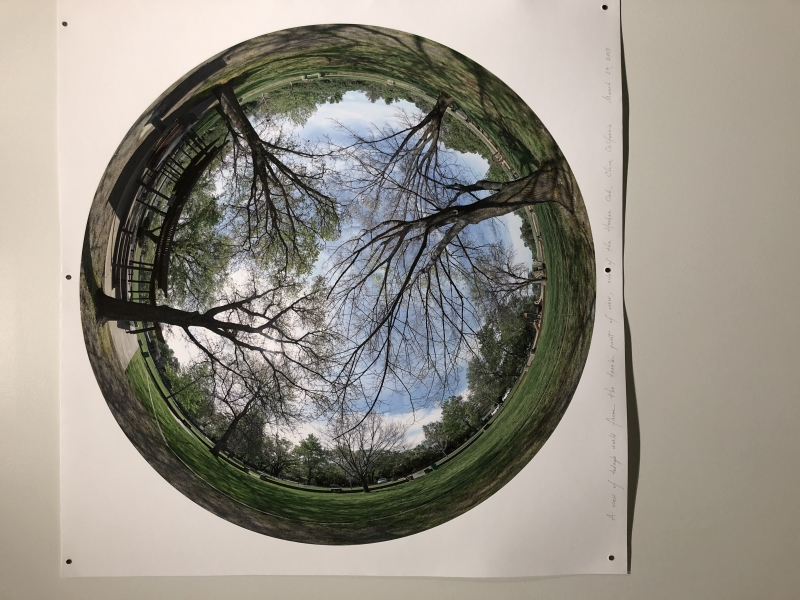 What the Hooker Oak tree would see if it was still standing today. Photo credit: Jessica Carvajal Castillo