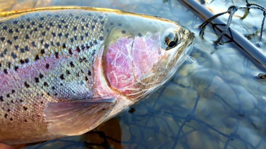 The+fishing+from+the+Feather+River+Hatchery+to+the+HWY+70+bridge+in+Oroville+remains+hot+with+spawning+steelhead.+Photo+credit%3A+Jared+Shibuya