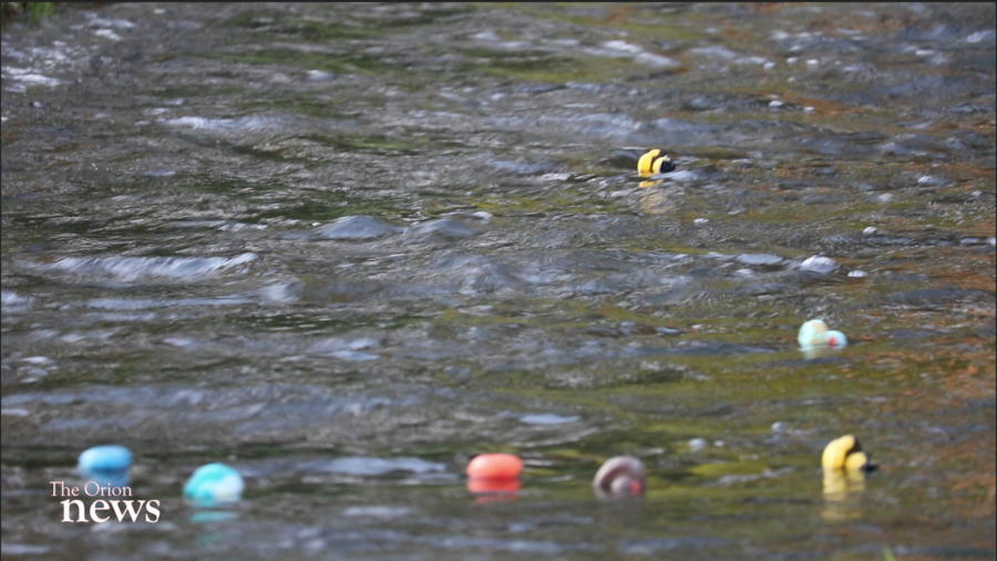Ducks floating down the creek in one of many races of the day. Photo credit: Christian Solis