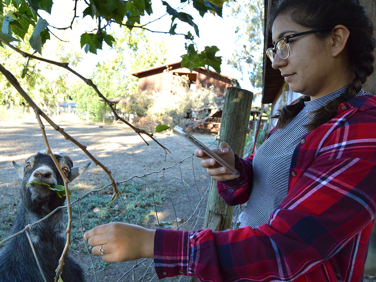 Aryanna Guitron feeds leaves to a friendly goat at TJ Farms Estates. Guitron went with friends from the group Christian Challenge to pick out a pumpkin for Halloween. Photo credit: Olyvia Simpson