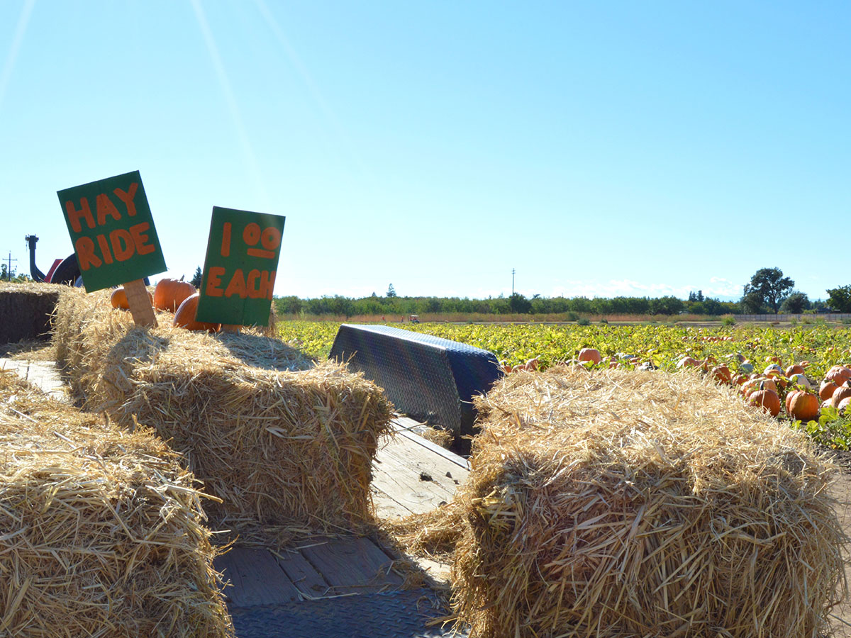 Hayrides are offered for a drive around the pumpkin patch. Photo credit: Olyvia Simpson