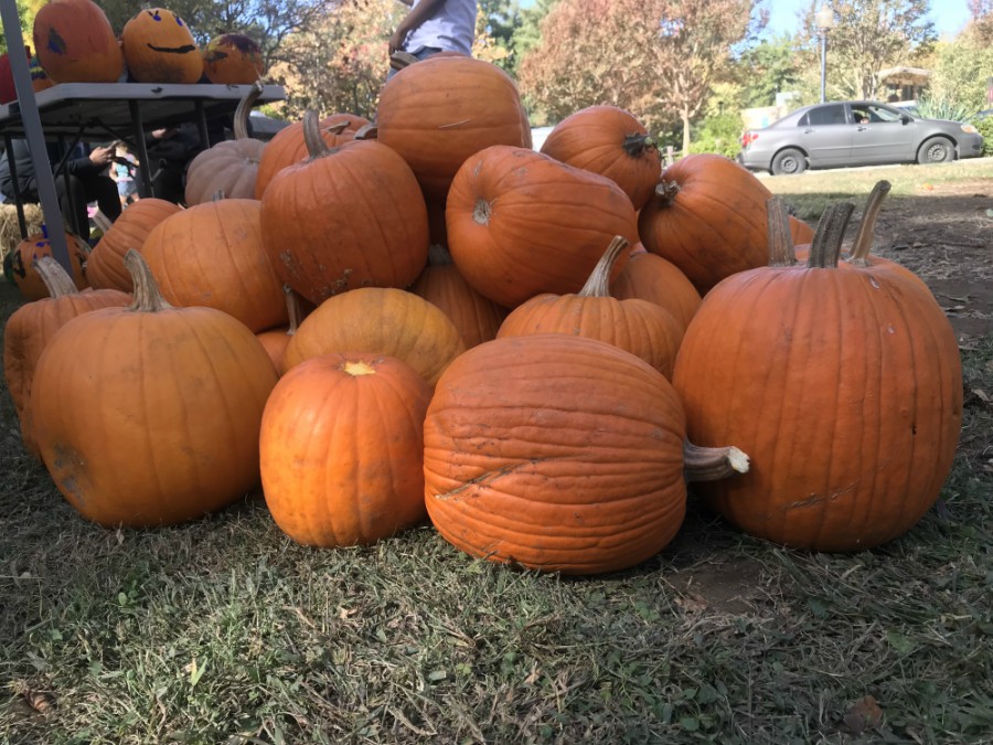 Plump pumpkins from the harvest festival Photo credit: Justin Jackson