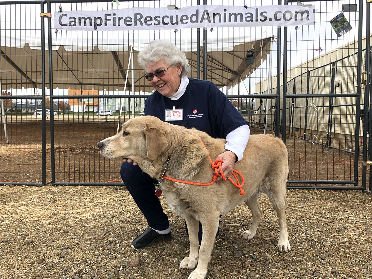 Jan Reale, North Valley Animal Disaster Group volunteer since 2008, with Pericles, one of the sheltered dogs being cared for at the shelter by the Chico Airport. Photo credit: Olyvia Simpson