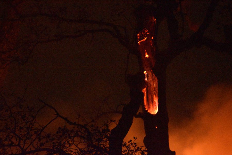 Flames burn a hole into an oak tree near Honey Run Road off of Skyway around 2:30 a.m. on Nov. 9, the morning after the Camp Fire started.
