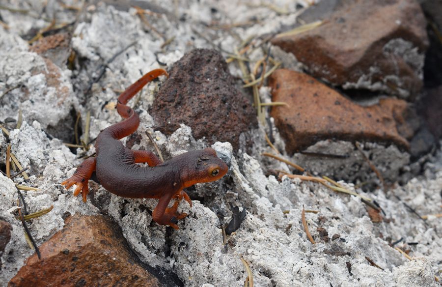 A Red-bellied newt crawls over white ash that was left from the Camp Fire. This newt was found on Saturday near the southern part of the Flumes in Paradise.