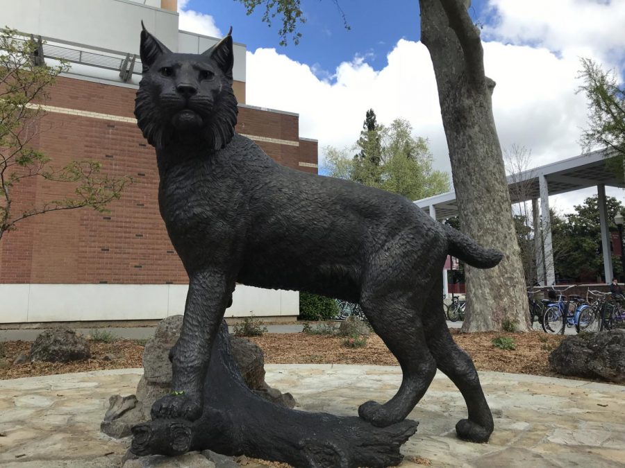 April marks a year since the welcome of Wildcat Will at Chico State but is it really worth it? Photo credit: Janette Estrada