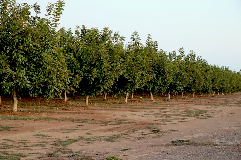 Orchards expanded far within the farm. Photo credit: Melissa Herrera