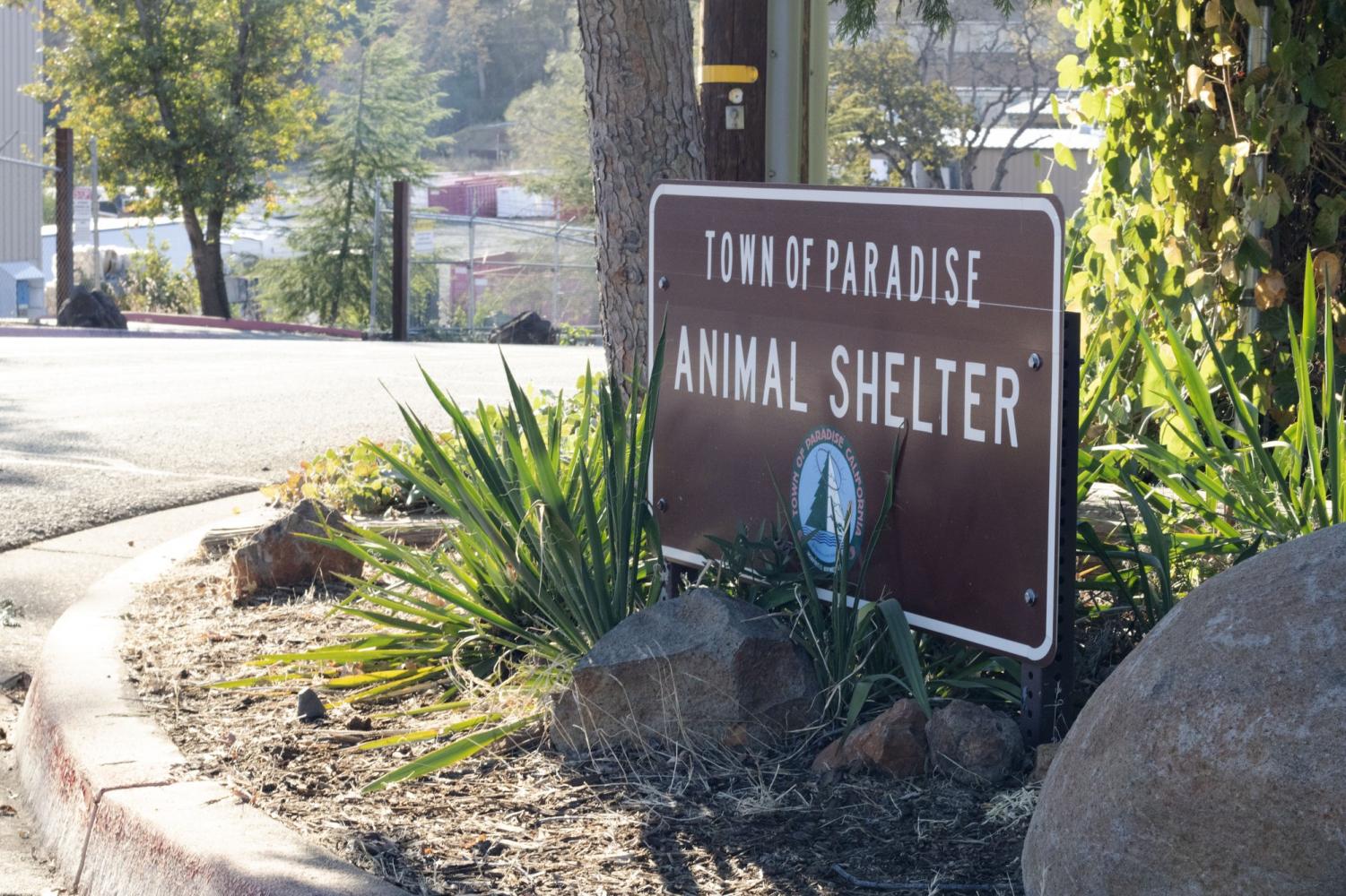 The Paradise Animal Shelter still primarily holds Camp Fire pets a year later. Photo credit: Hana Beaty
