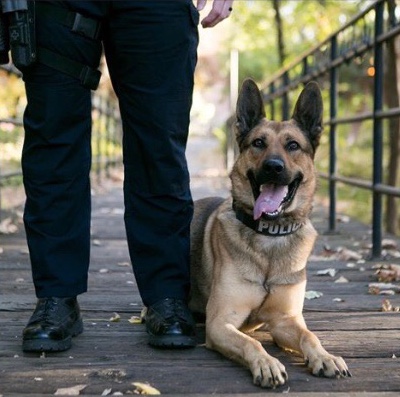 K9 Odin poses next to his handler. Courtesy of a Chico police department news release.