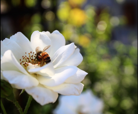 Close up of a bee on a white flower on the Chico State campus.
