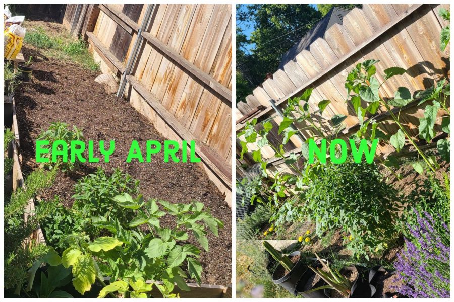 Photos taken by Shae Pastrana and edited in Adobe Spark. What a bare garden bed can look like a month and a half later. Sunflowers are almost blooming!