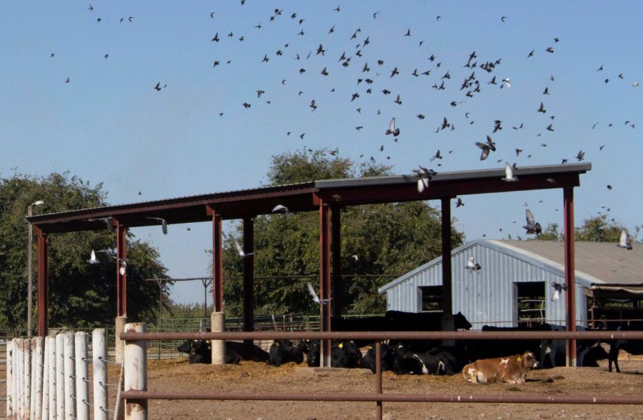 A flock of birds disperse after feeding on left over grains from the cows, taken on Oct. 15, 2021.