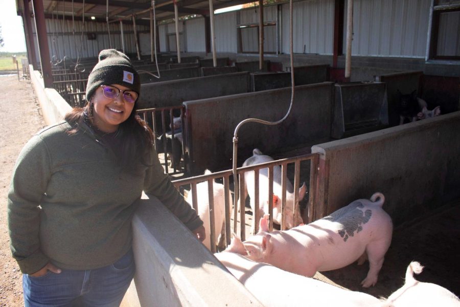 Swine Unit student Annelise Perez poses with a drove of young pigs, taken on Oct. 22, 2021. 