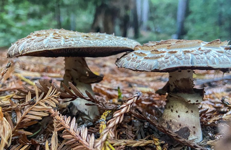 Two white mushrooms.