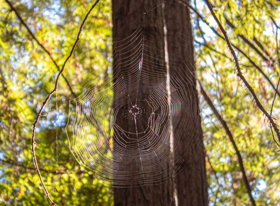 A large spiderweb stretching between the branches of a redwood tree.