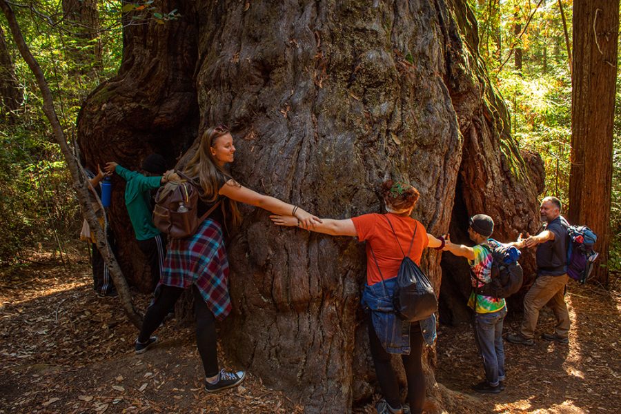 Students hugging the massive Big Tree.