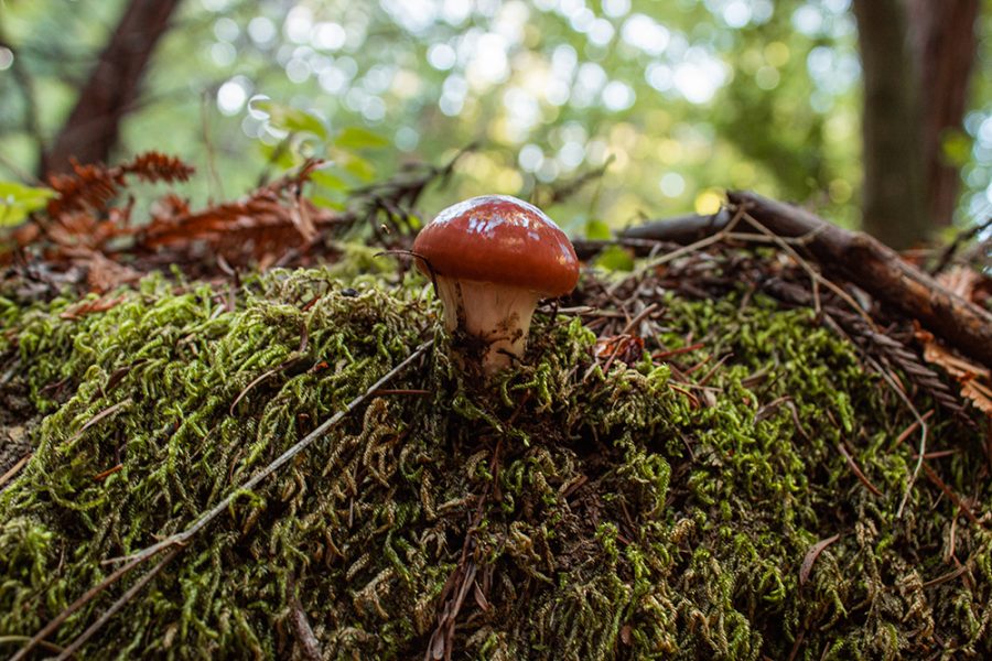 A little red mushroom.