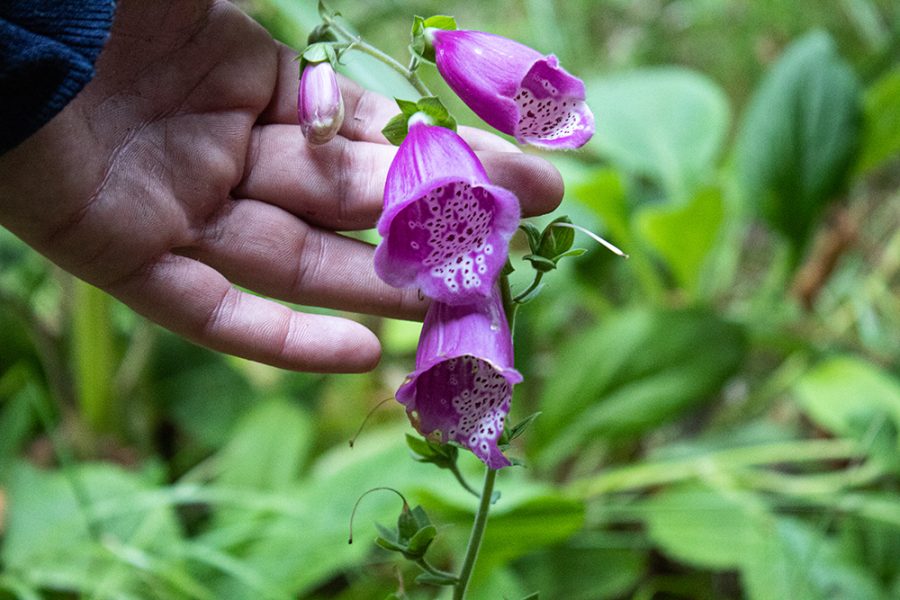 A mans hand holding the stem of a purple flower.