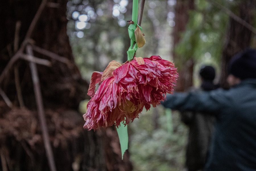 A pink carnation hanging from a tree,