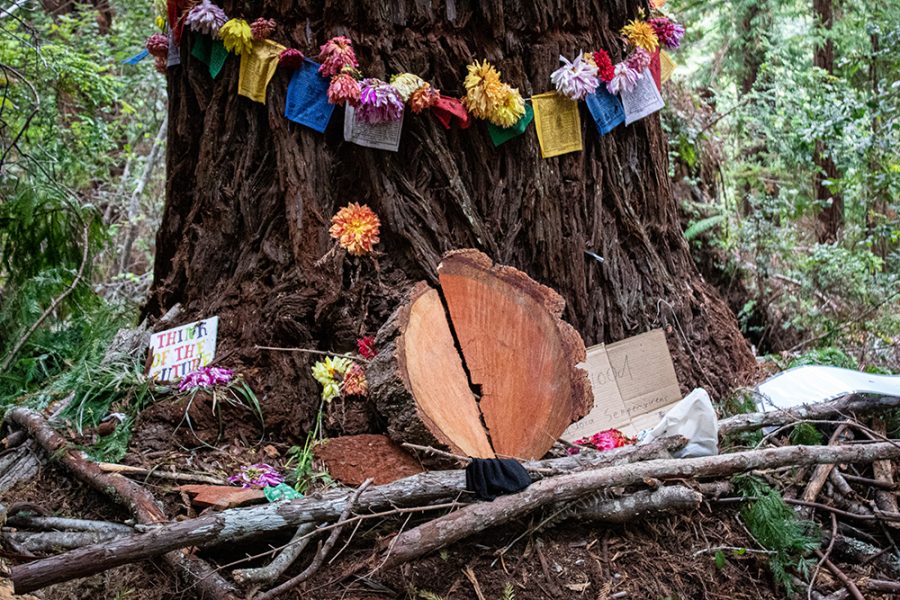 A decorative shrine set up for a Mother Tree wrapped in colorful carnations in Jackson State Forest.