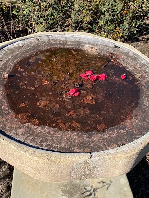 Decaying rose petals sit in the old fountain at the George Petersen Rose Garden.