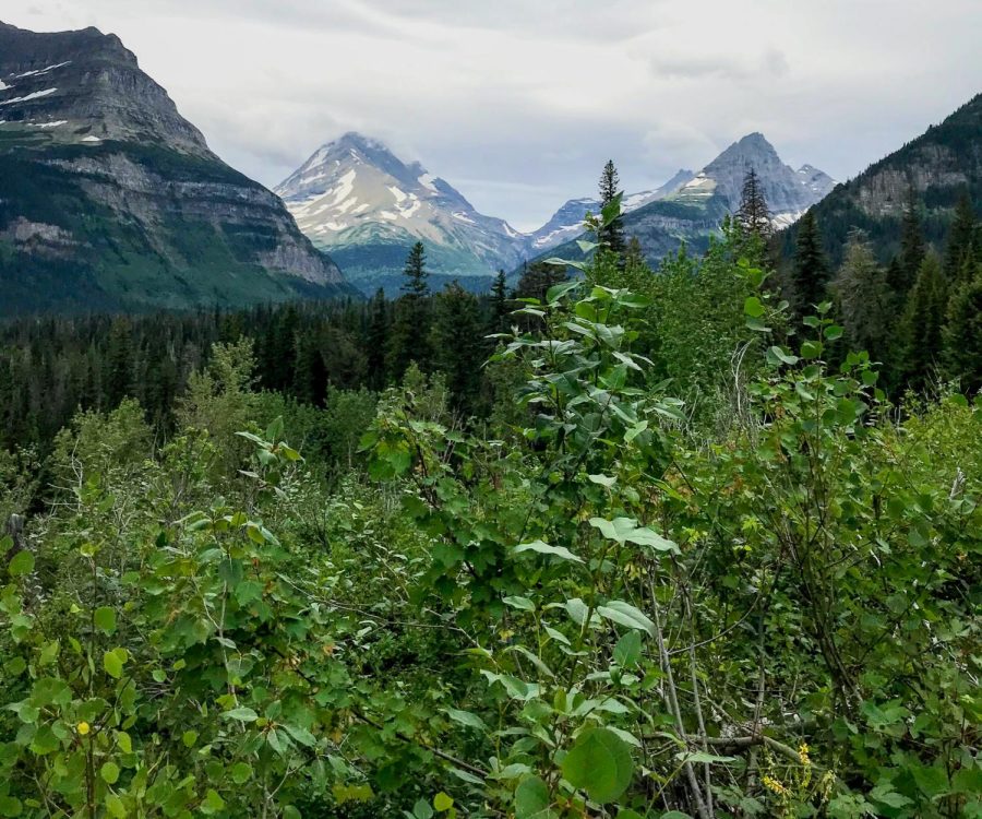View of forests and mountains at Glacier National Park, Montana