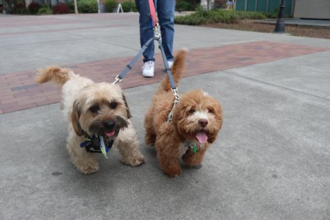 Two friendly dogs walking by Bell Memorial Union on March 30.