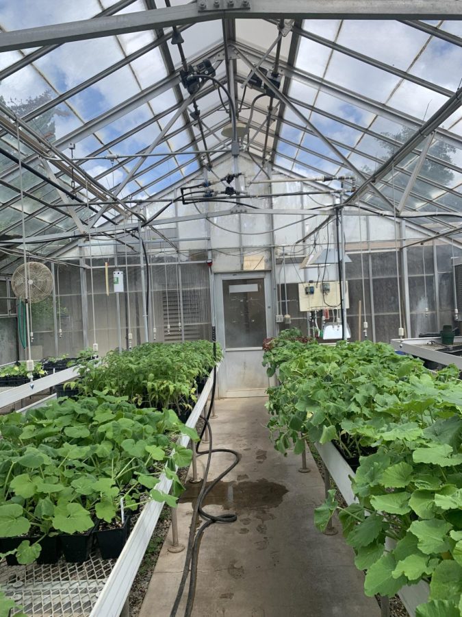 Inside the greenhouse. Photo taken by Gabriela Rudolph on April 22.