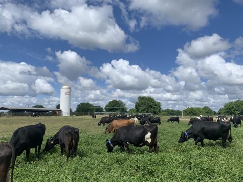 Cows grazing grass. Photo taken by Gabriela Rudolph on April 22.